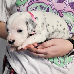 Girl 5 pink LUA - White and black female Dalmatian puppy in Nelsonville, Ohio from Woofter Dalmatians