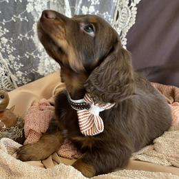 Dachshund Puppies from Snarky Doxy Miniature Dachshunds