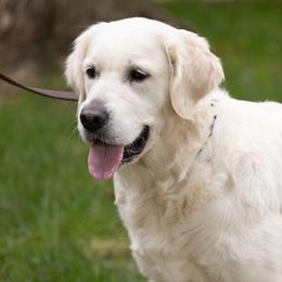 Sunny - Golden Retriever
