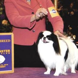 Japanese Chins from Willowood Dog Kennel