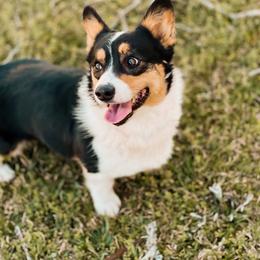 Belle - Black and tan female Pembroke Welsh Corgi puppy in Milan, Georgia from Williams’ Welsh Corgis LLC