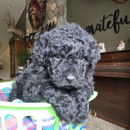 Penny - Black female Bernedoodle puppy in Blackfoot, Idaho from Draper Mountain Doodles