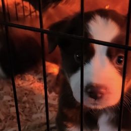 Miniature Australian Shepherds from Burks Mini Aussies