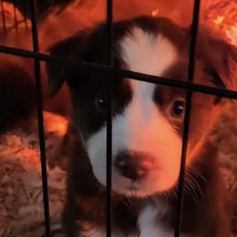 Miniature Australian Shepherds from Burks Mini Aussies