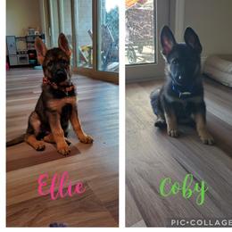 German Shepherd Puppies from The Shepherds' House
