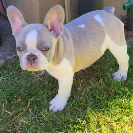 Dot - Fawn and white female French Bulldog puppy in Milwaukie, Oregon from Aloha NW Frenchies
