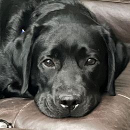 JOURNEY - Labrador Retriever