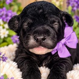 Peppermint Patty - Black and white female Bernedoodle puppy in Vernon, Texas from Sugarland's Texas Goldendoodles