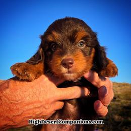 Mr. Twix (Mr. Brown) - Red tri-color male Aussiedoodle puppy in Dolan Springs, Arizona from High Desert Companions