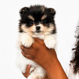 Jessie - Black parti female Pomeranian puppy in Hampton, Virginia from Hearts Of Love