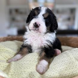 Mint - Tri-color male Bernedoodle puppy in Indiahoma, Oklahoma from Farm Fresh Doodles