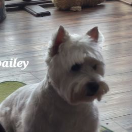 Bailey - West Highland White Terrier