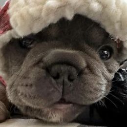 French Bulldogs from Belle Isle Bullies