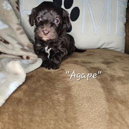 Agape - Brown and white female Cockapoo puppy in Fort White, Florida from Jade