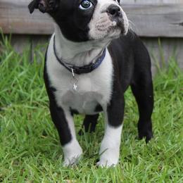 Boston Terrier Puppies from I Love Pups