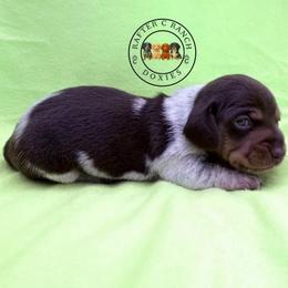 MCPF long or short hair TBD - Piebald female Dachshund puppy in Carthage, Texas from Rafter C Ranch Doxies