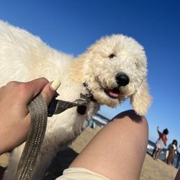 Labradoodle Puppies from Four Paws Down