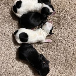 Dachshund Puppies from Whispering Willow Dachshunds