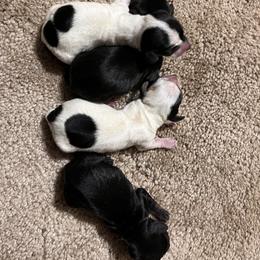 Dachshund Puppies from Whispering Willow Dachshunds