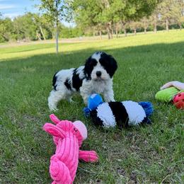 Chuck - Black and white male Cockapoo puppy in Beresford, South Dakota from DAKOTA DOOD RANCH