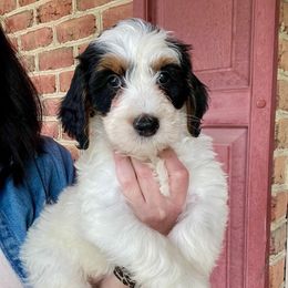 Kit-Kat - Tri-color female Bernedoodle puppy in Denver, Pennsylvania from Greenview Puppies