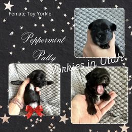 Yorkshire Terrier Puppies from Yorkies in Utah