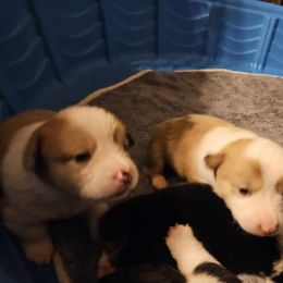 American Corgi Puppies from GC Farms Corgis