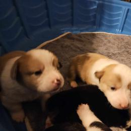 American Corgi Puppies from GC Farms Corgis