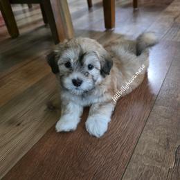 Theodore - Red sable male Havanese puppy in Batesville, Arkansas from Hillbilly Havanese