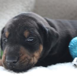 Kinder - Black and rust female Doberman Pinscher puppy in Evans, West Virginia from Dobies of WV