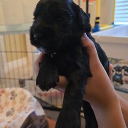 Celebrity - Black female Miniature Schnauzer puppy in Winter Haven, Florida from The Blue Eyed Schnauzer