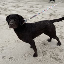 Molly - Labrador Retriever