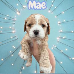 Mae - Red and white female Cockapoo puppy in Connersville, Indiana from MoonShine Babies