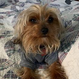 Toby - Yorkshire Terrier