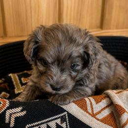 Rip - Blue merle male Aussiedoodle puppy in Abbeville, South Carolina from Double E Doodles
