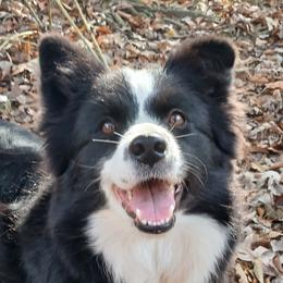 Mary - Border Collie