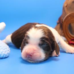 JetBlue - Liver white and tan female English Springer Spaniel puppy in Eastman, Georgia from Mossy Creek Springers