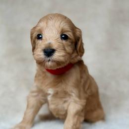 Nugget - Apricot female Australian Labradoodle puppy in Londonderry, New Hampshire from Granite State Labradoodles