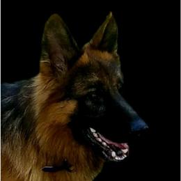 Zuess - German Shepherd