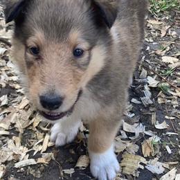 Chachi - Sable and white male Collie puppy in Yulee, Florida from Three Collie Farm
