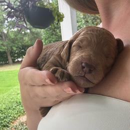 Teddy - Apricot male Goldendoodle puppy in De Land, Florida from Rezapour Doodle Estate