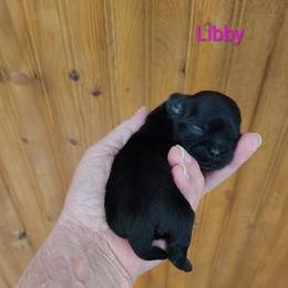 Liberty - Libby - Black female Shih Tzu puppy in Palmyra, New York from Karen's Tzus of Palmyra-Macedon