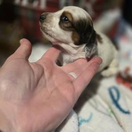 Dachshund Puppies from Green Thumb Farms