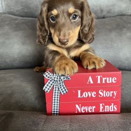 Teddy - Chocolate and tan male Dachshund puppy in Stuart, Iowa from Johnson Family Corgis and more