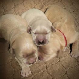 Second pick of the boy Llamas, Lenny or Larry at 6 weeks old. - Golden male Golden Retriever puppy in Fithian, Illinois from LOMAH Retrievers