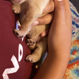 Golden Retriever Puppies from 13 GORGEOUS Goldens