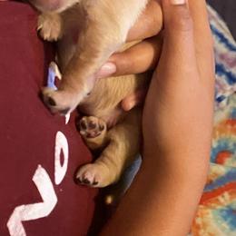 Golden Retriever Puppies from 13 GORGEOUS Goldens