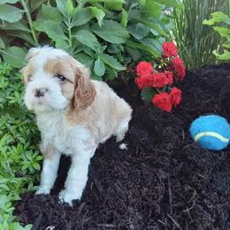 Watson - male Cavapoochon puppy in Fredericksburg, Ohio from Timshell Farm: Specialty Crossbreed Puppies