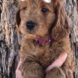 Goldendoodle Puppies from Penny Doodles