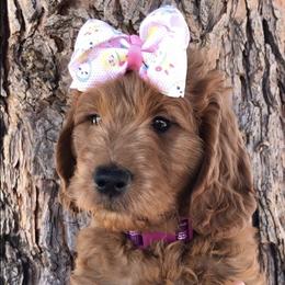 Goldendoodle Puppies from Penny Doodles